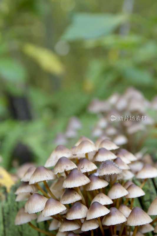 簇状帽菌(Mycena inclinata)